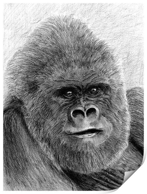 Gorilla fine art study Print by David Worthington