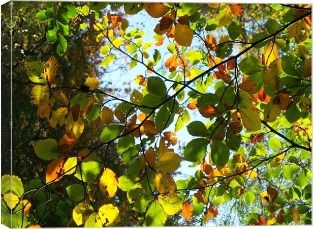 Autumn Colours Canvas Print by Anthony Palmer-Greene
