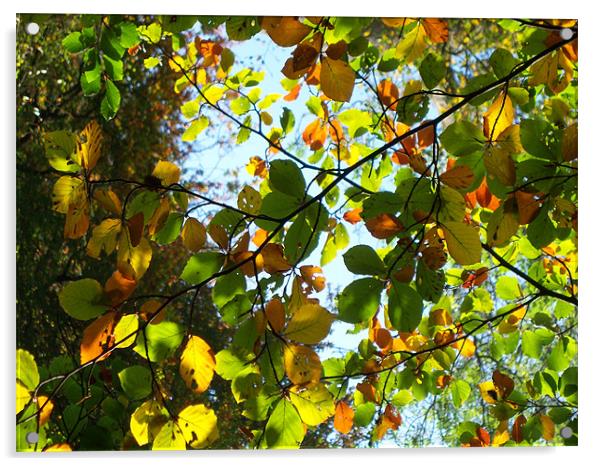 Autumn Colours Acrylic by Anthony Palmer-Greene