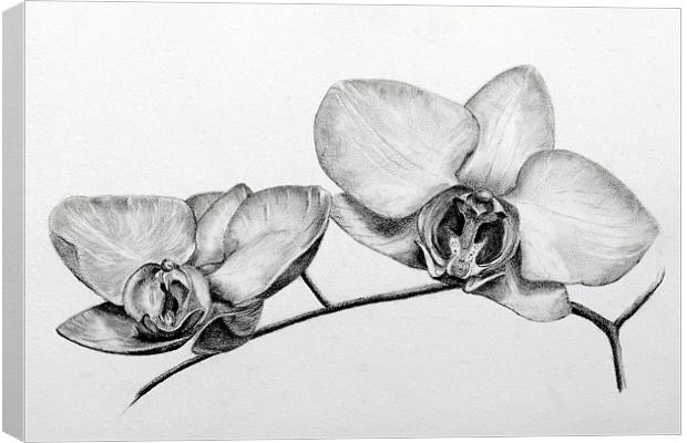 Orchids pencil study Canvas Print by David Worthington