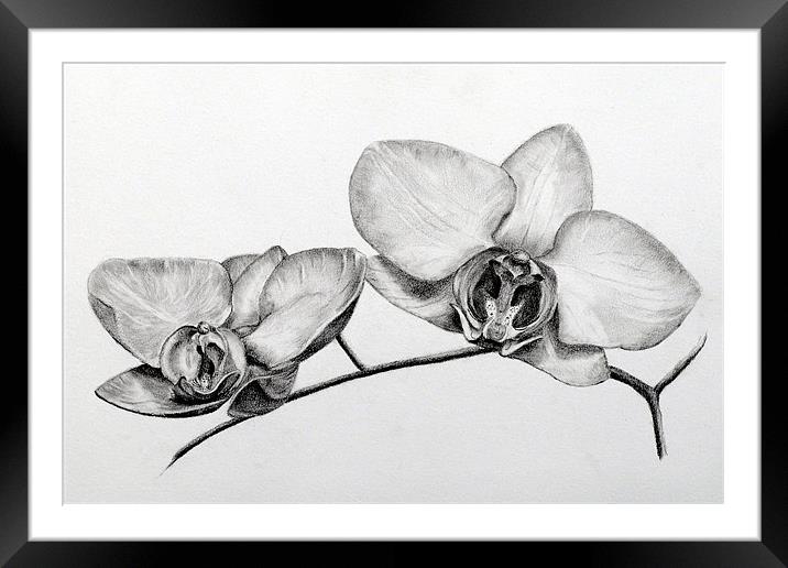 Orchids pencil study Framed Mounted Print by David Worthington