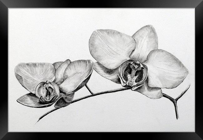 Orchids pencil study Framed Print by David Worthington