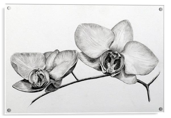 Orchids pencil study Acrylic by David Worthington
