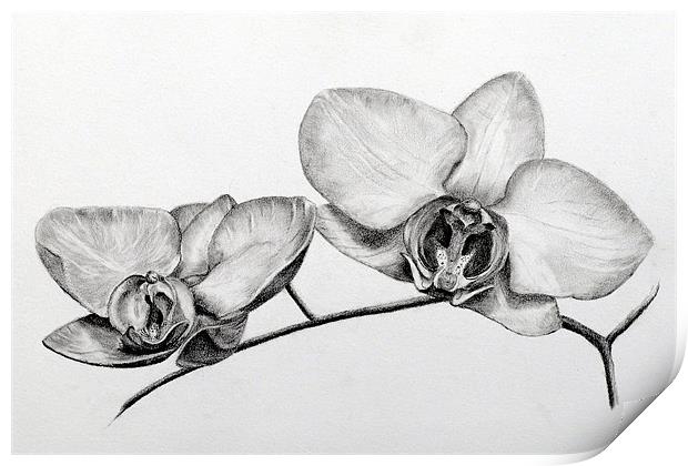 Orchids pencil study Print by David Worthington