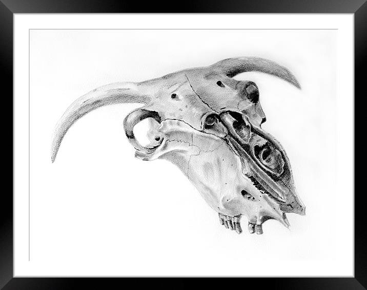 Sheeps Skull sketch Framed Mounted Print by David Worthington