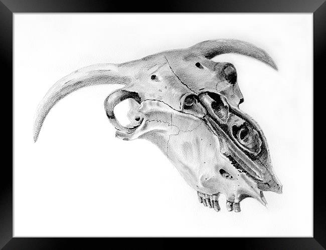 Sheeps Skull sketch Framed Print by David Worthington