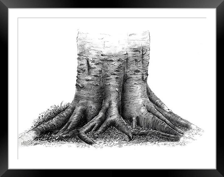 Beech tree roots sketch Framed Mounted Print by David Worthington