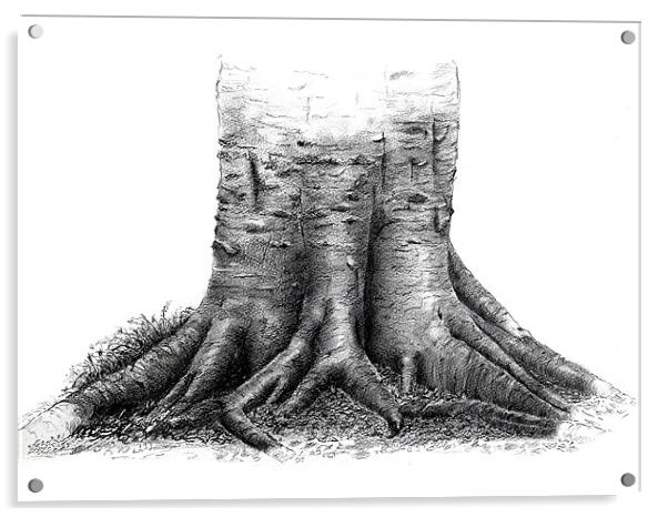 Beech tree roots sketch Acrylic by David Worthington