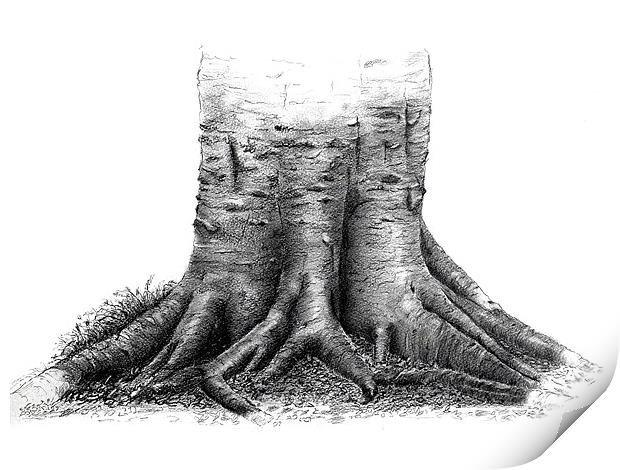 Beech tree roots sketch Print by David Worthington