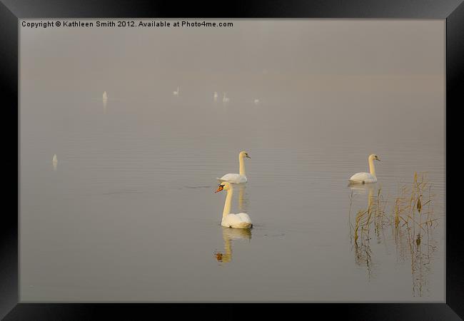 Swan lake in mist Framed Print by Kathleen Smith (kbhsphoto)