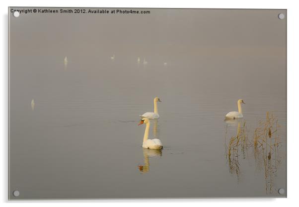 Swan lake in mist Acrylic by Kathleen Smith (kbhsphoto)