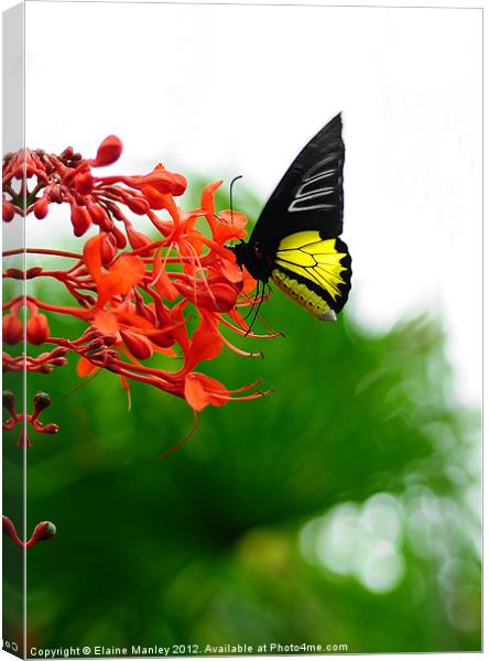 Common Birdwing ...Troides Helena Canvas Print by Elaine Manley
