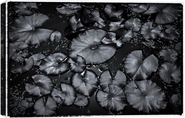 Water Lillies Canvas Print by David Hare
