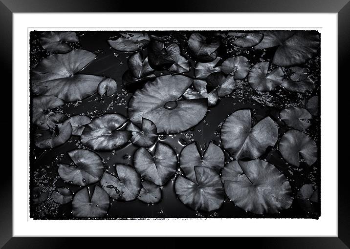 Water Lillies Framed Mounted Print by David Hare