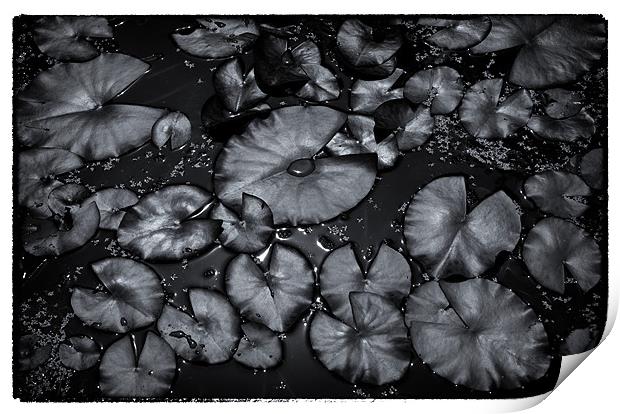 Water Lillies Print by David Hare