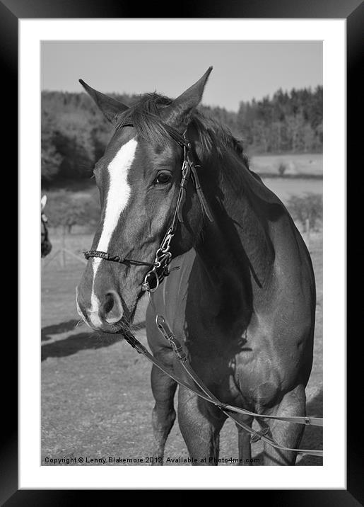 Monochrome Horse Framed Mounted Print by Lenny Blakemore