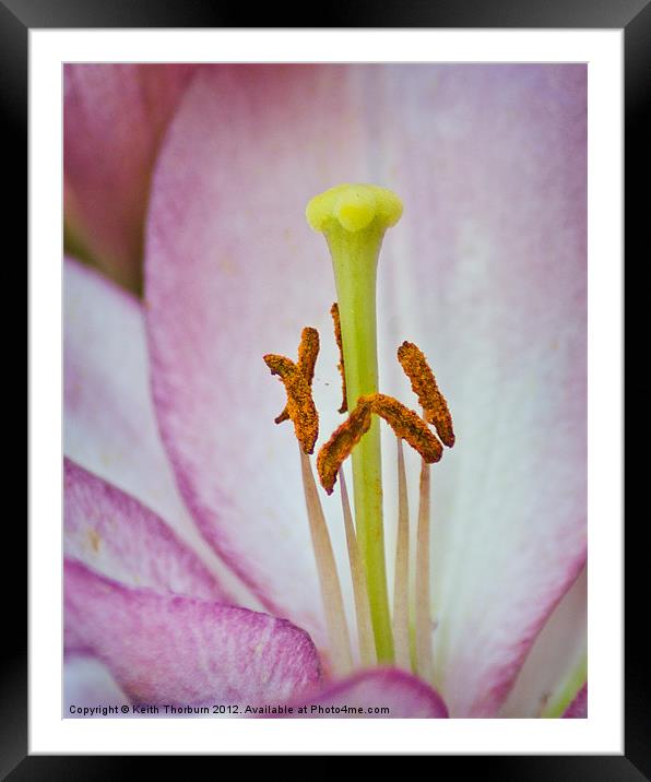 Lily Framed Mounted Print by Keith Thorburn EFIAP/b