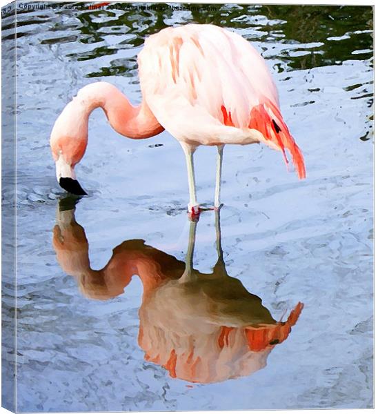 Pretty pink flamingo Canvas Print by Paula Palmer canvas