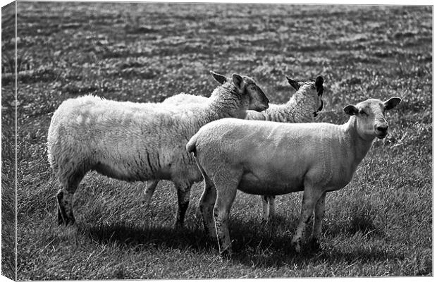 Sheep in Black and White Canvas Print by Jay Lethbridge