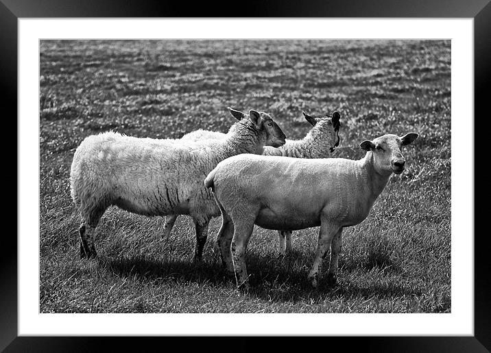 Sheep in Black and White Framed Mounted Print by Jay Lethbridge