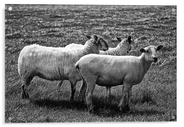 Sheep in Black and White Acrylic by Jay Lethbridge