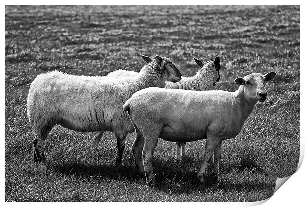 Sheep in Black and White Print by Jay Lethbridge