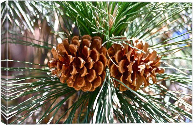 The Pine Cones Canvas Print by Irina Walker
