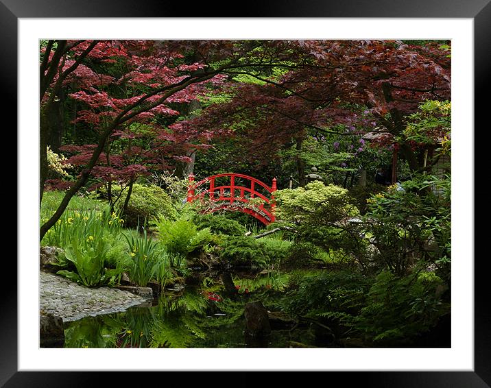 Japanese garden Framed Mounted Print by Chris  Breeze