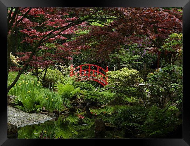 Japanese garden Framed Print by Chris  Breeze