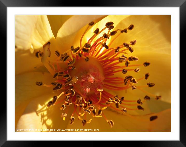 Petals and Pollen Framed Mounted Print by michelle whitebrook