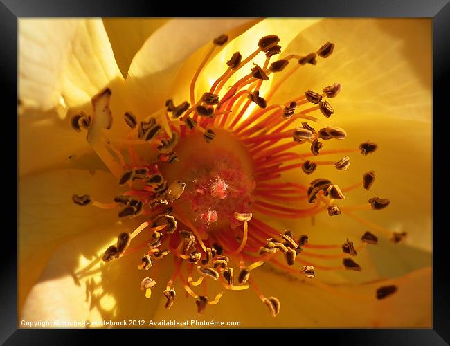 Petals and Pollen Framed Print by michelle whitebrook