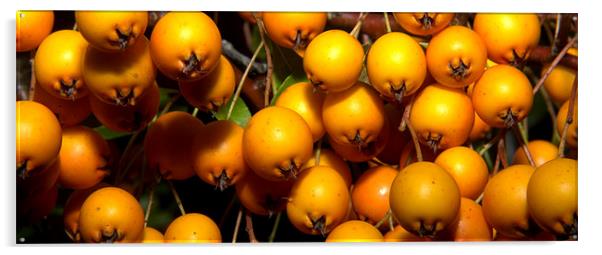 Yellow Berrys Acrylic by John Boekee