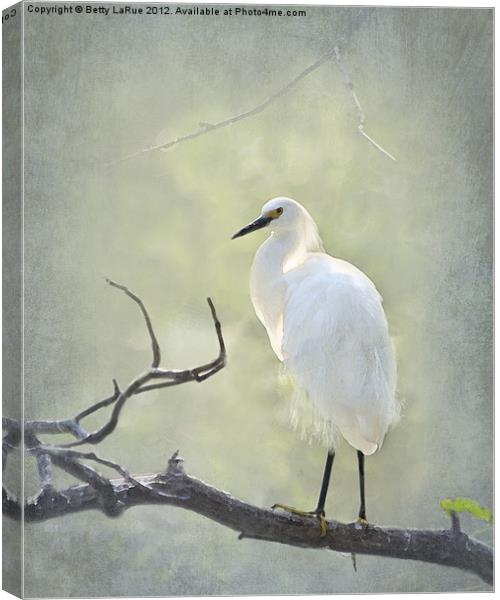 Snowy Egret Canvas Print by Betty LaRue