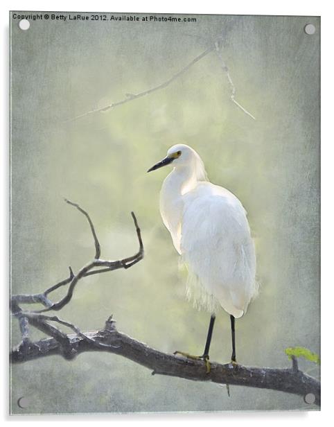 Snowy Egret Acrylic by Betty LaRue