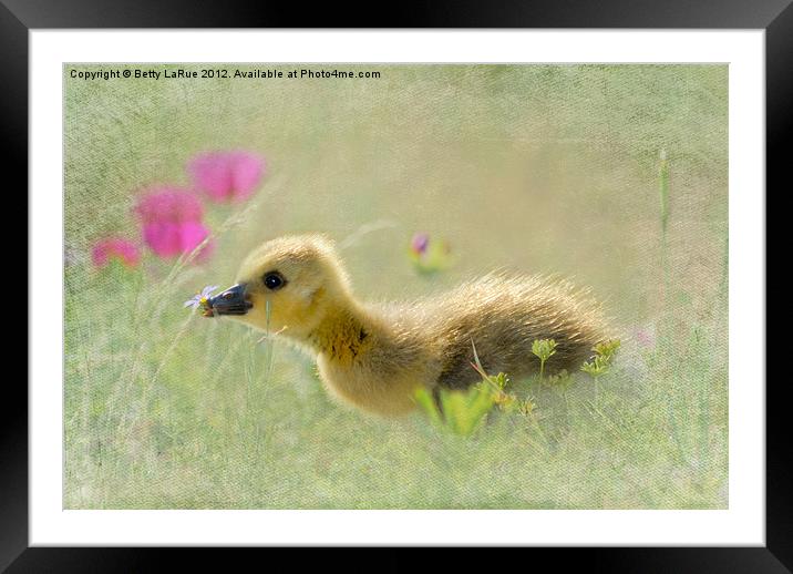 The Wonder of Spring Framed Mounted Print by Betty LaRue