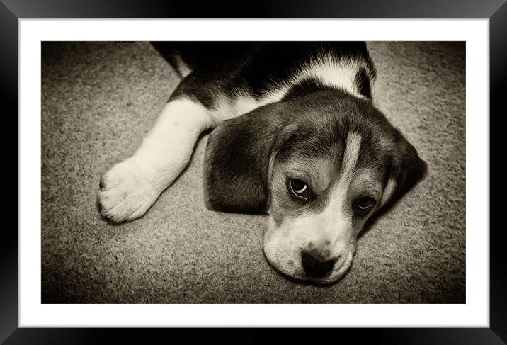 beagle puppy Framed Mounted Print by Northeast Images