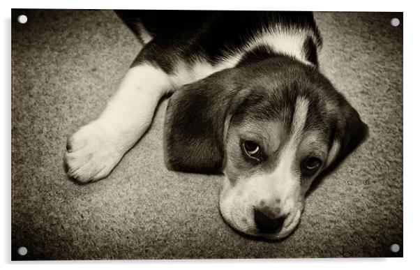 beagle puppy Acrylic by Northeast Images