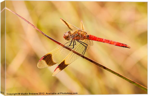 Banded Darter Canvas Print by Martin Beerens