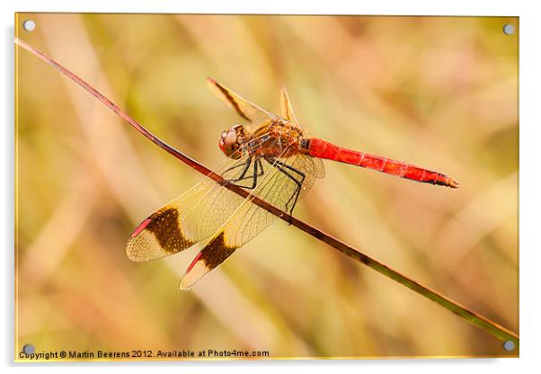 Banded Darter Acrylic by Martin Beerens