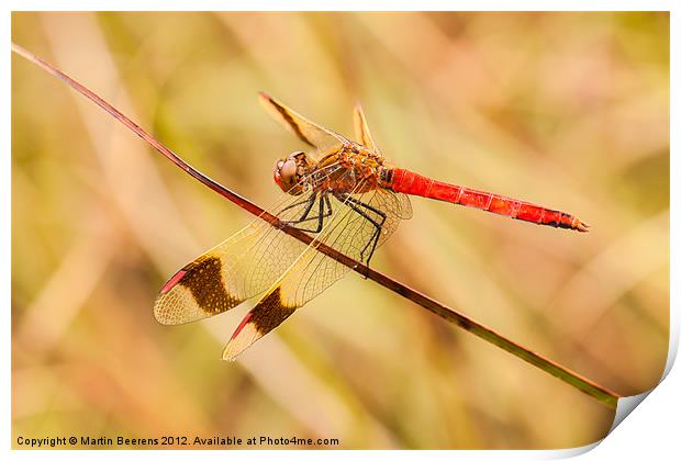 Banded Darter Print by Martin Beerens