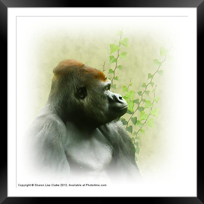 Ape Framed Mounted Print by Sharon Lisa Clarke