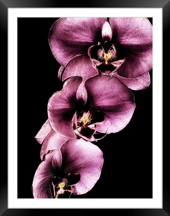Purple Orchids Framed Mounted Print by Mary Lane