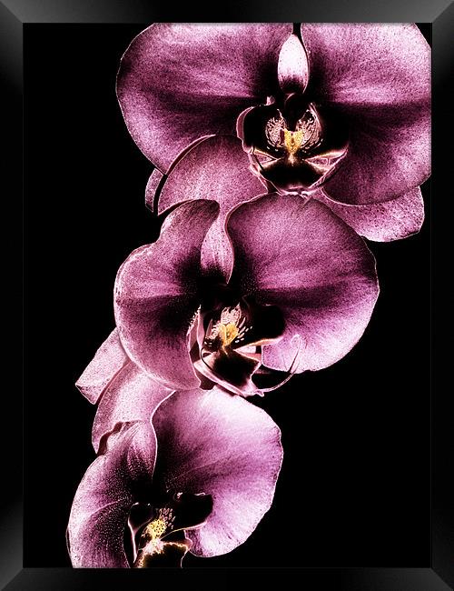 Purple Orchids Framed Print by Mary Lane
