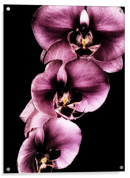 Purple Orchids Acrylic by Mary Lane