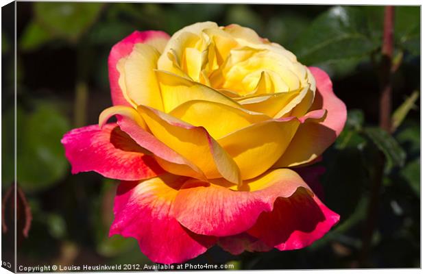 Beautiful yellow and red rose Canvas Print by Louise Heusinkveld