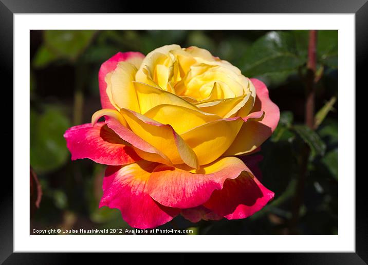 Beautiful yellow and red rose Framed Mounted Print by Louise Heusinkveld