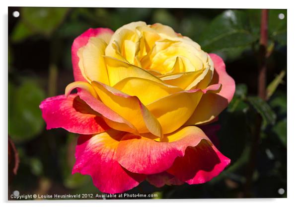 Beautiful yellow and red rose Acrylic by Louise Heusinkveld