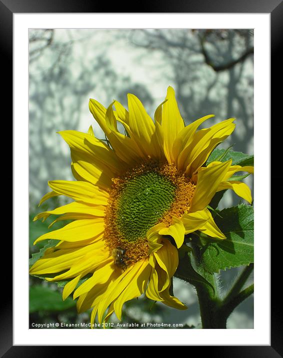 Bright Summer Sun! Framed Mounted Print by Eleanor McCabe