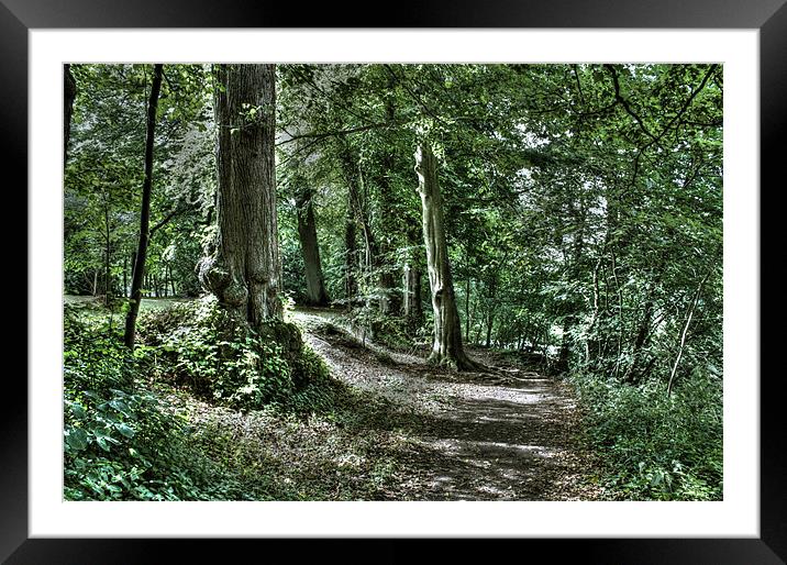 Woodland path Framed Mounted Print by Gavin Wilson