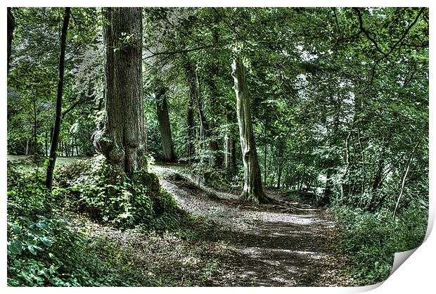 Woodland path Print by Gavin Wilson